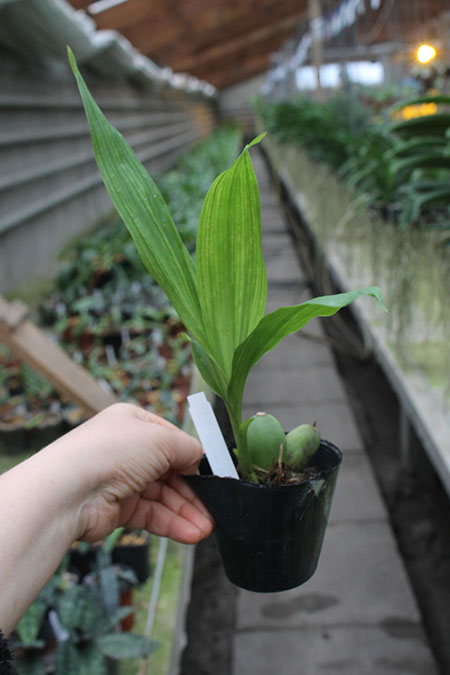 Lycaste Chita Impulse 'GV525'.jpg