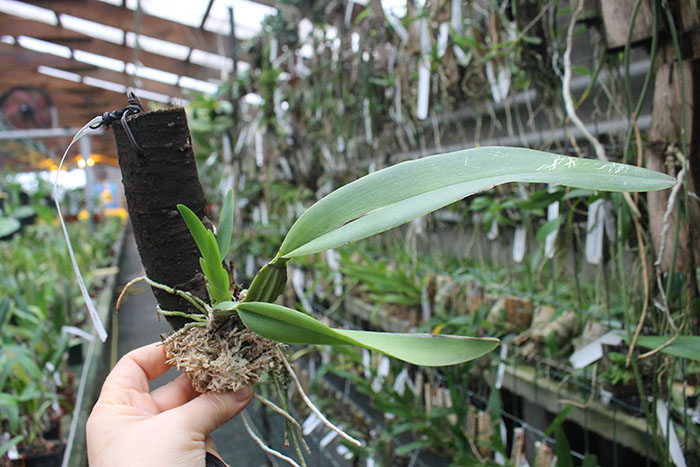 Schoomburgkia marginata.jpg