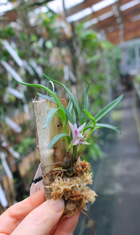 Dendrobium seranicum.jpg