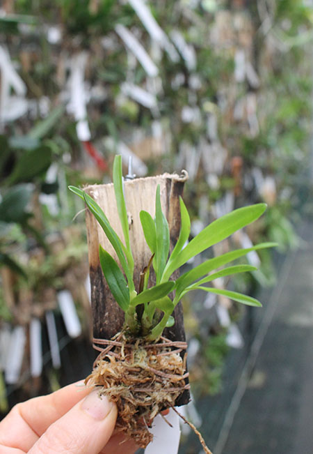 Dendrobium vexillarius red.jpg