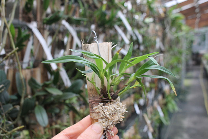 Dendrobium pentapterum x Dendrobium vexillarius red.jpg