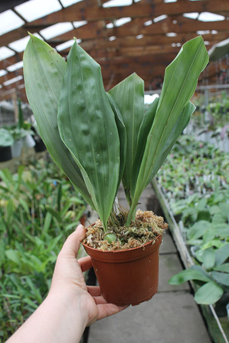 Embreea rodigasiana.jpg