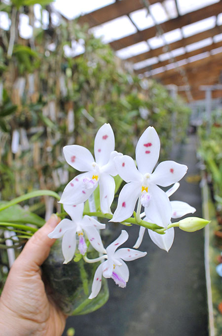 Phalaenopsis (speciosa 'All Purple' x Tzu Chiang Tetralitz).jpg