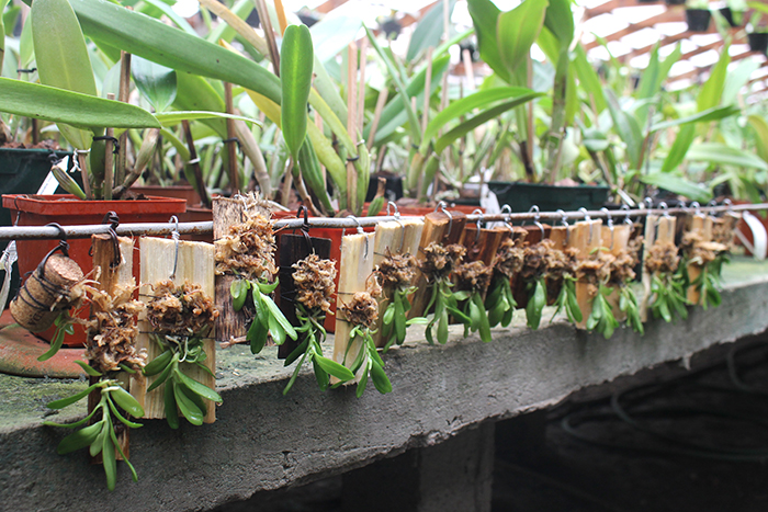 Haraella retrocalla.jpg