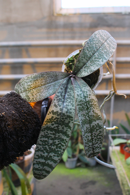 Phalaenopsis schilleriana × sib.jpg