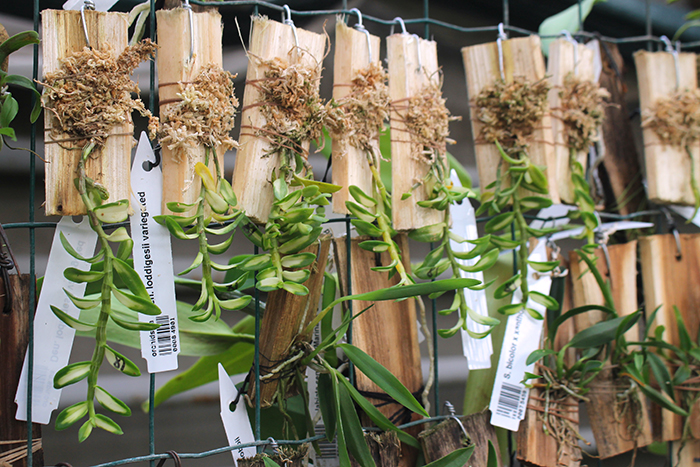 Dendrobium loddigesii variegated.jpg