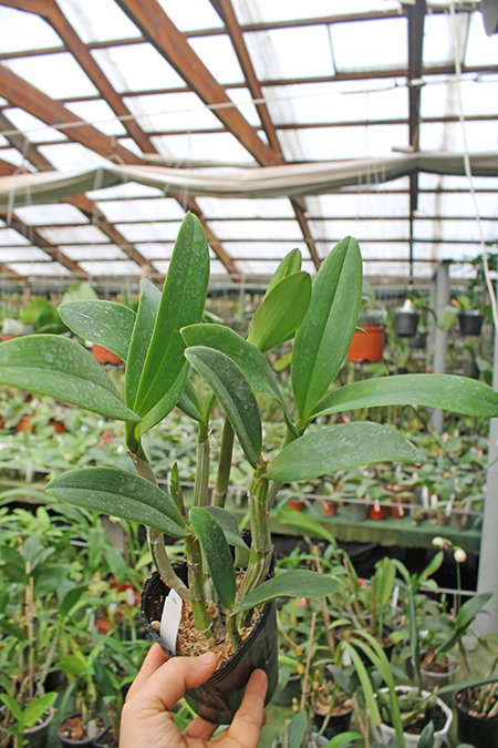 Myrmecocattleya Luster.jpg