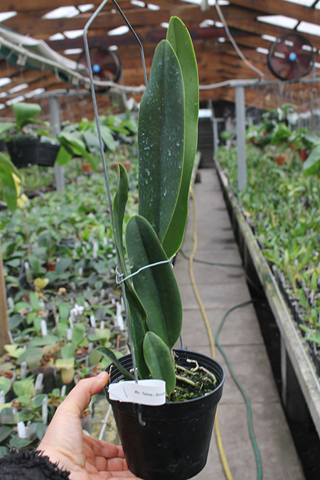 Rhyncholaeliocattleya Taiwan Good Life 'Blessing Gold'.jpg