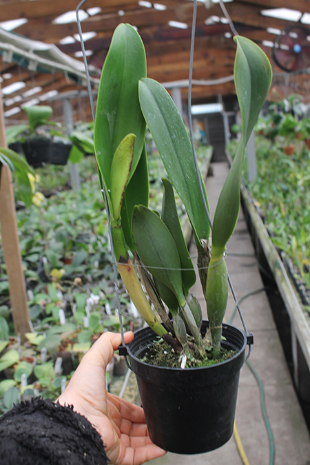 Rhyncholaeliocattleya Focus Taiwan 'Persimmon'.jpg
