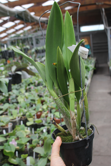 Recchara Frances Fox.jpg