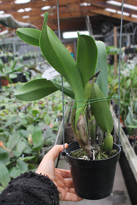 Rhyncholaeliocattleya Hsinying Scarlet 'C H'.jpg