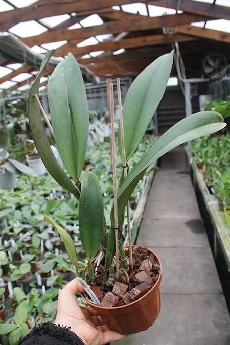 Rhyncholaeliocattleya Chialin Ruby '88-1'.jpg