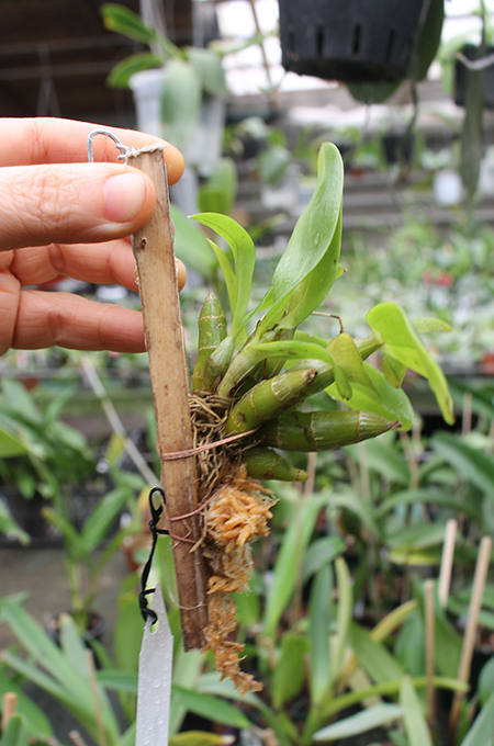 Dendrobium delacourii.jpg