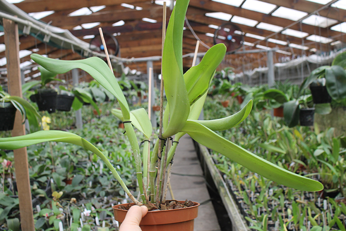 Brassolaeliocattleya Port of Paradise '3G' x Brassolaeliocattleya Haadyai Delight 'Bangprom Gold'.jpg