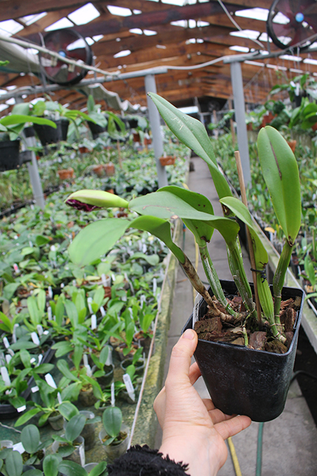 Laeliocattleya Chan Hsiu Jewel 'San Mei' (Cattleya Moscombe x Laeliocattleya Wayndora).jpg