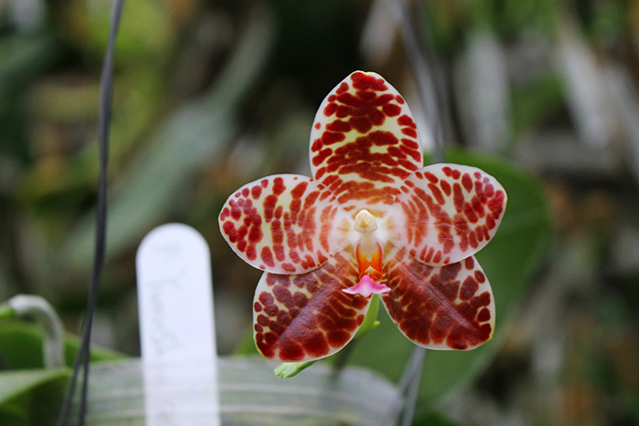 Phalaenopsis Yuanshan Girl 'Peter'.jpg