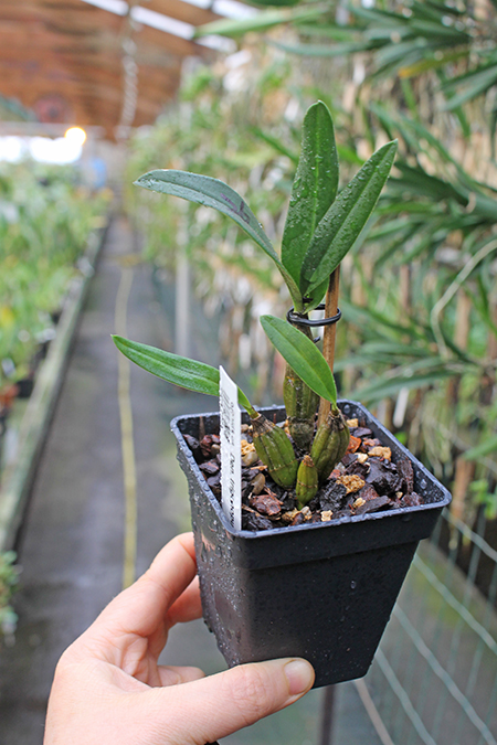 Dendrobium trigonopus.jpg