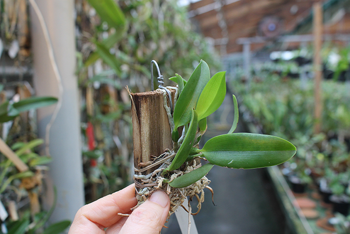 Laelia alaori escura 'Carnaval' x alaori escura 'Gemini I'.jpg