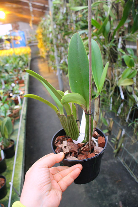 Cattleya percivaliana ('Kawasaki' x 'Selecao').jpg