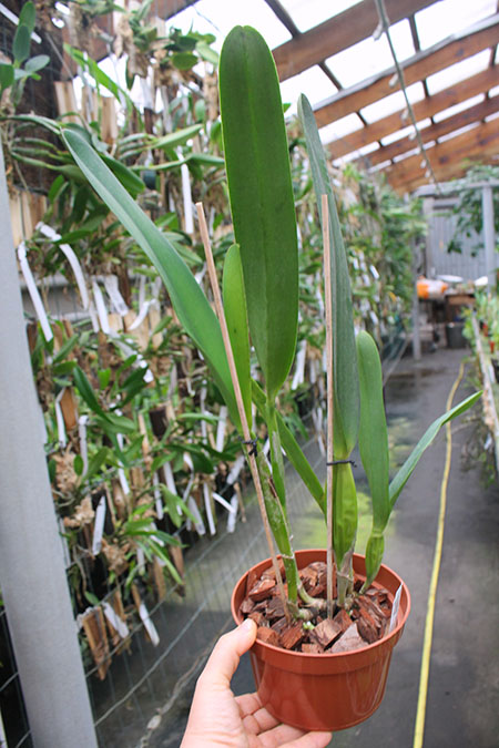 Laelia purpurata rubra x sanguinea.jpg