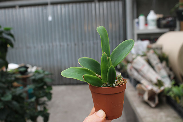 Cattleya aclandiae alba 'Pure Joy' x self.jpg