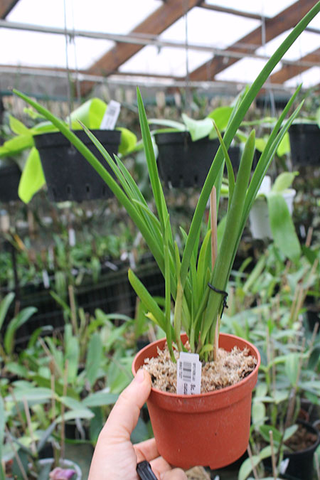 Brassocattleya Amethyst (Laelia purpurata x Brassavola cucullata).jpg