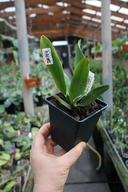 Cattleya dowiana x self (Rosita type).jpg