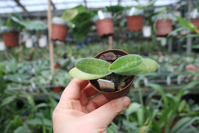 Paphiopedilum bellatulum album.jpg