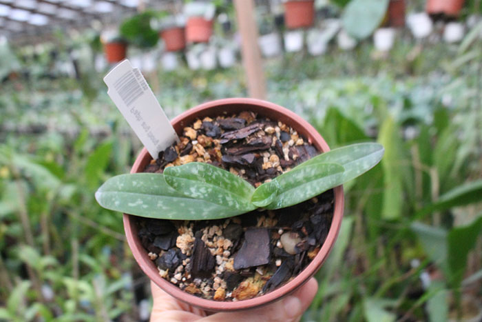 Paphiopedilum ang thong alba.jpg