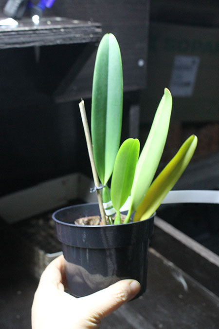 Сattleya mossiae semi alba 'Julieta x SELF.jpg