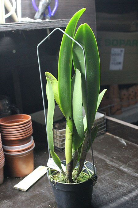 Rhyncholaeliocattleya Focus Taiwan 'Persimmon'.jpg