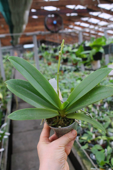 Phalaenopsis Tzu Chiang Sapphire.jpg