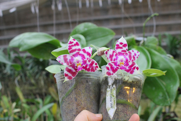 Phalaenopsis KS Super Zebra 'WR‘ (clone).jpg