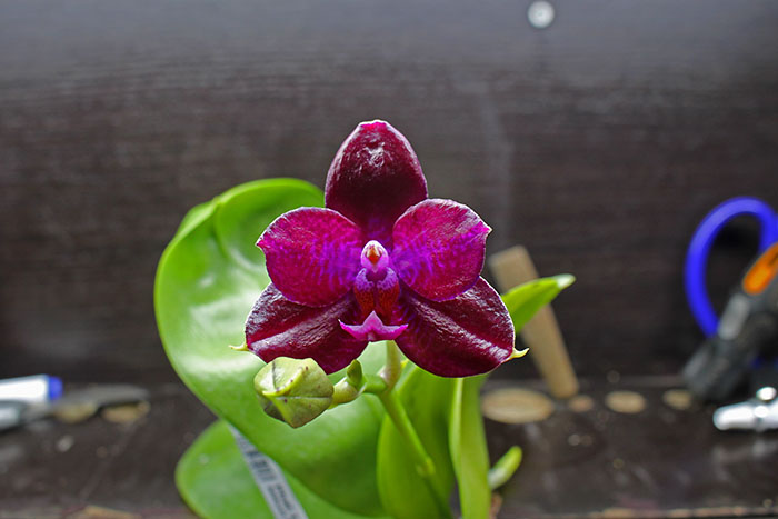 Phalaenopsis LD Sun Dragon 'MO98' x Mituo Reflex Dragon 'B1'.jpg