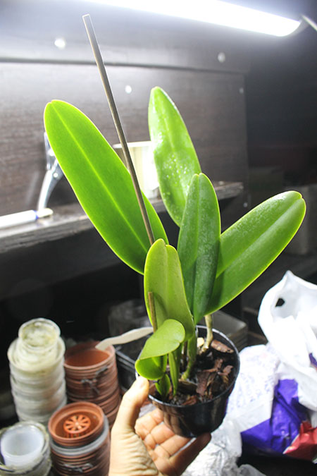 Cattleya labiata rubra-orlata-splash 'Z-68' x SELF.jpg