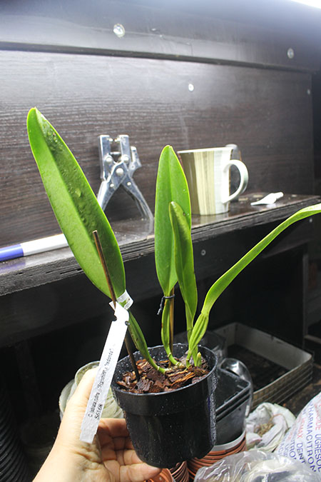 Cattleya labiata rubra ('Franchinii' x 'Redonda').jpg