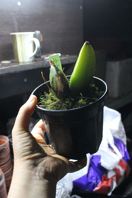 Lycaste John Ezzy (Shoalhaven Moriyama No1' x Koolena 'Elva').jpg