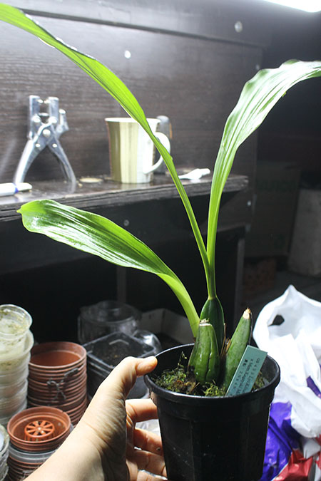 Lycaste Kibune (Kitayama 'Yellow Bird' x Mem Kageyuki Mito 'Kaiho').jpg