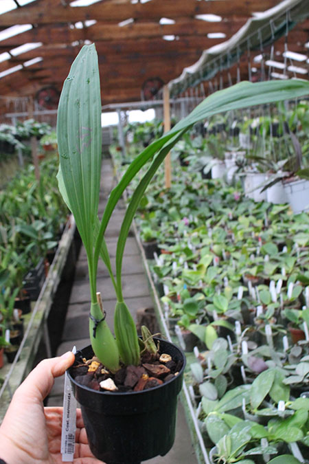 Coelogyne marmorata.jpg