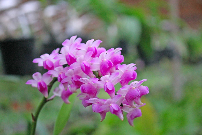 Aerides quinquevulnera var calayana.jpg