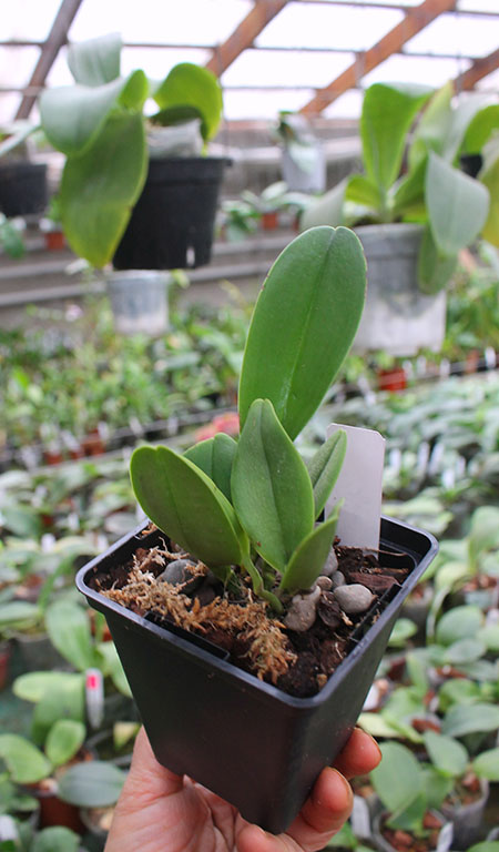 Rhyncholaeliocattleya Yingluck Smile 'Heart of Gold'.jpg