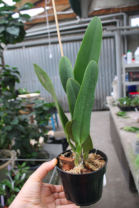 Rhyncholaeliocattleya Shinaphat Diamond 'Golden Wing'.jpg