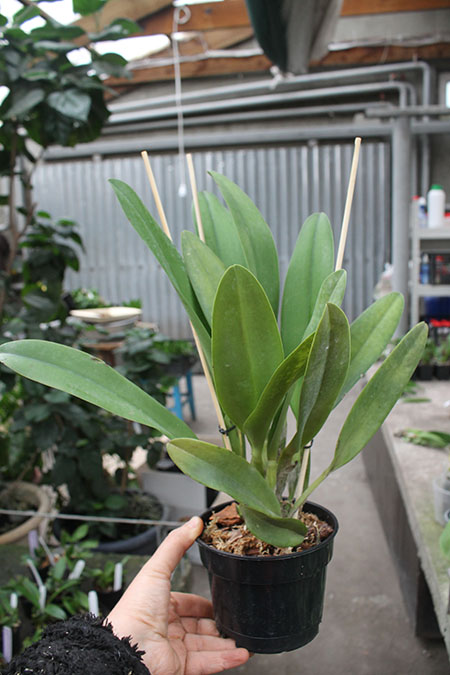 Rhyncholaeliocattleya Siam Red.jpg