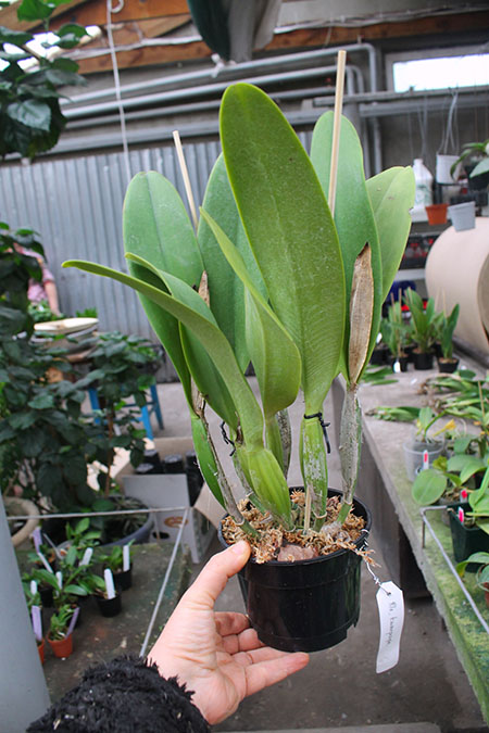 Rhyncholaeliocattleya Kawnprapa.jpg