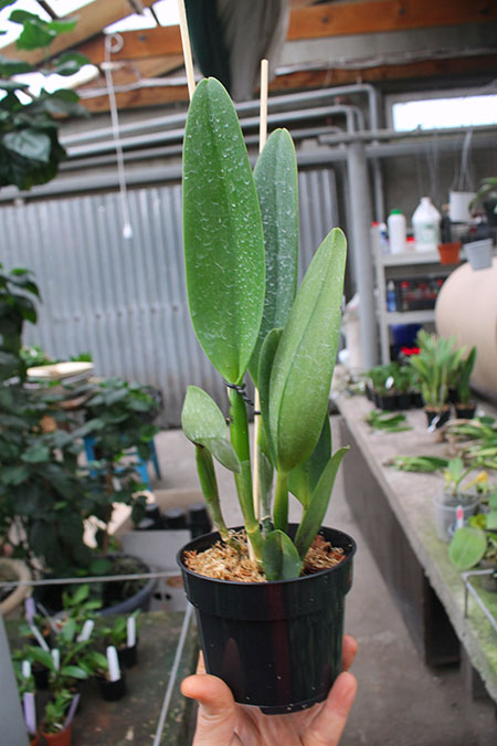 Rhyncholaeliocattleya Shinfong Imperor.jpg