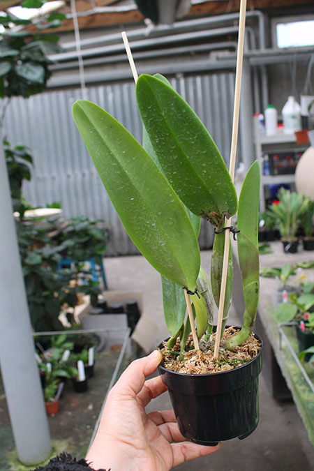 Rhyncholaeliocattleya Suvarnabhumi Delight 'Salmon Queen'.jpg