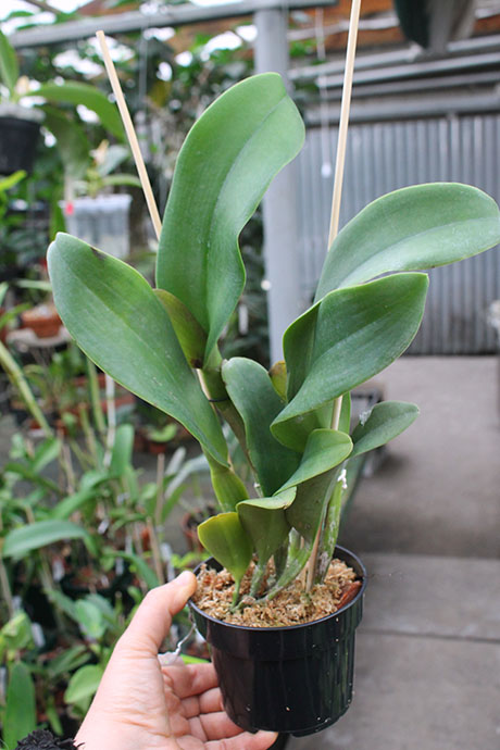 Rhyncholaeliocattleya Siam White 'The Best'.jpg