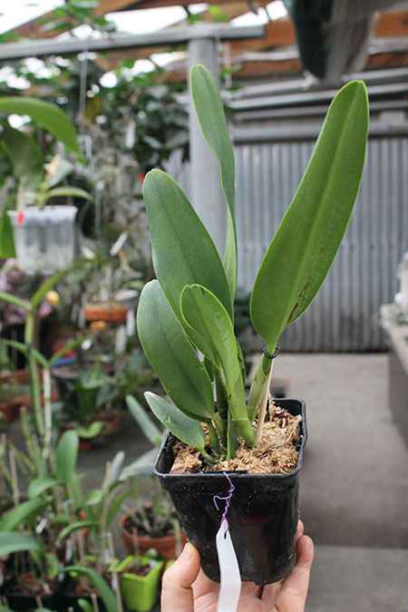 Rhyncholaeliocattleya Amazing Tailand x Yen 24 Carat.jpg