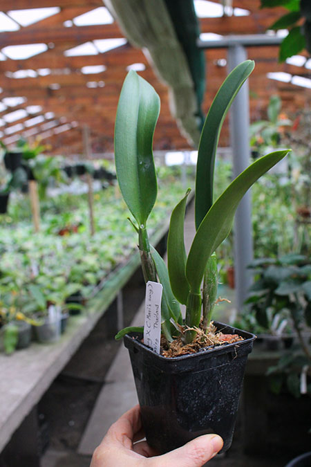 Rhyncholaeliocattleya (Mems Tiang x Mari song) x Amazing Tailand.jpg