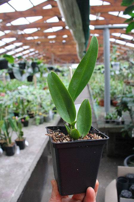 Rhyncholaeliocattleya Hall of Flame.jpg